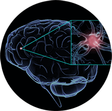 Brain Neuron Icon